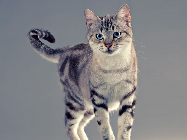 Перевод с кошачьего