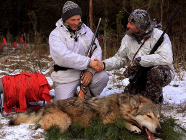 На волка псковским нагоном (2)