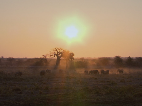 Королевы львов: в борьбе за выживание