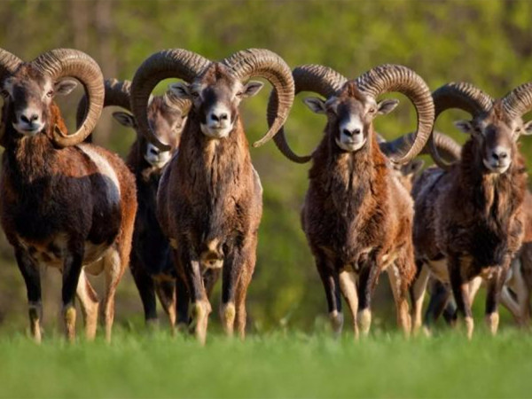 Вольерное хозяйство. Разведение муфлонов