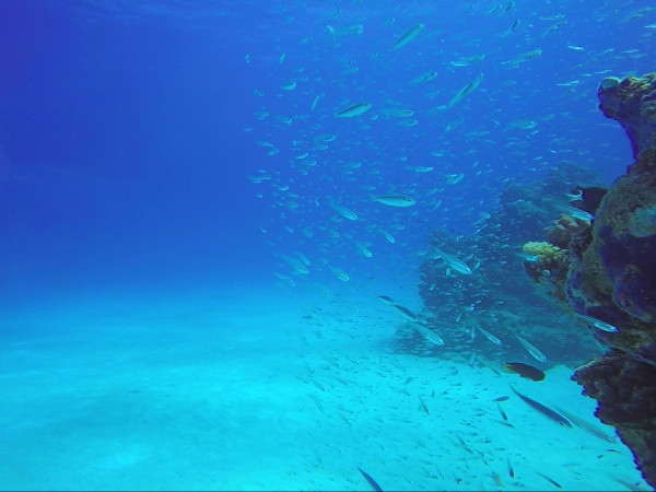 Дикий Китай (2)