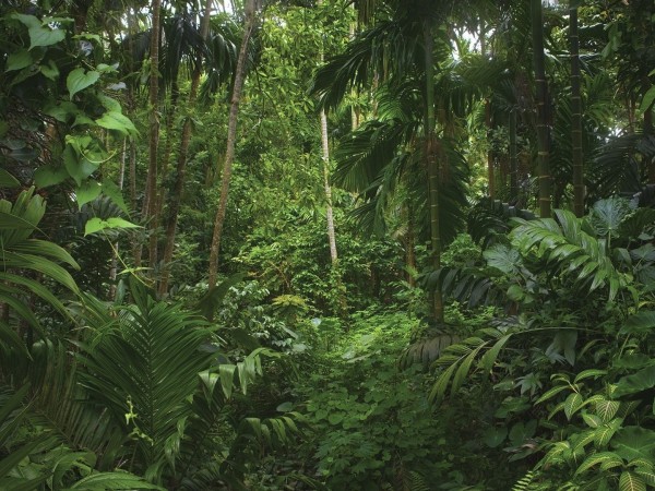 Тайны джунглей