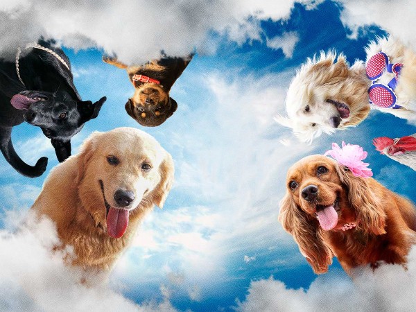 Собачий побег