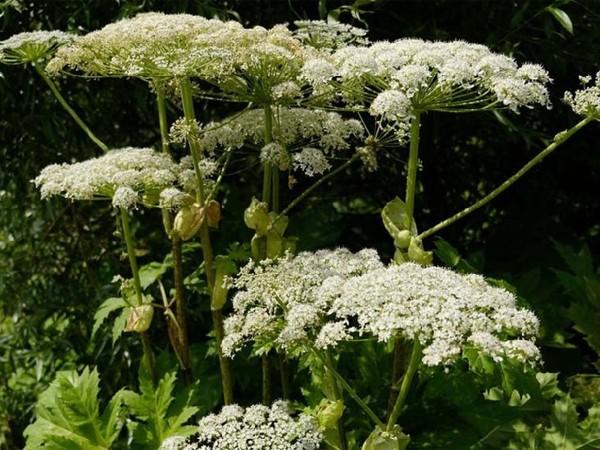 Пришельцы среди нас