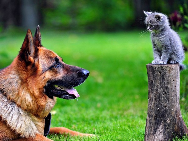 Лучшие друзья собак (2)