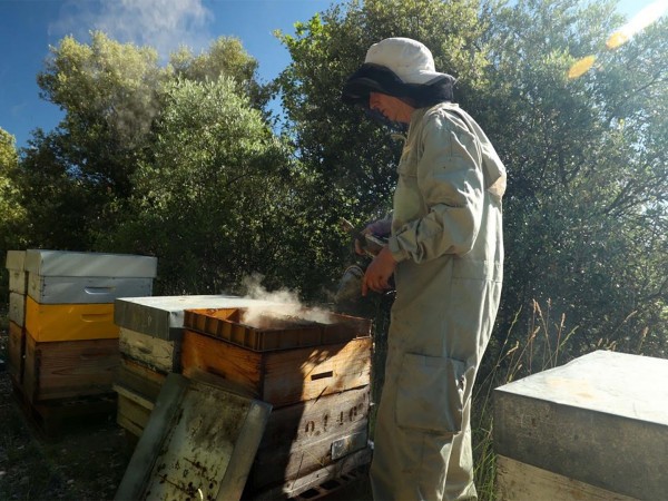 Искусство производить мёд