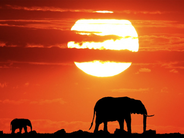 Героини Саванны