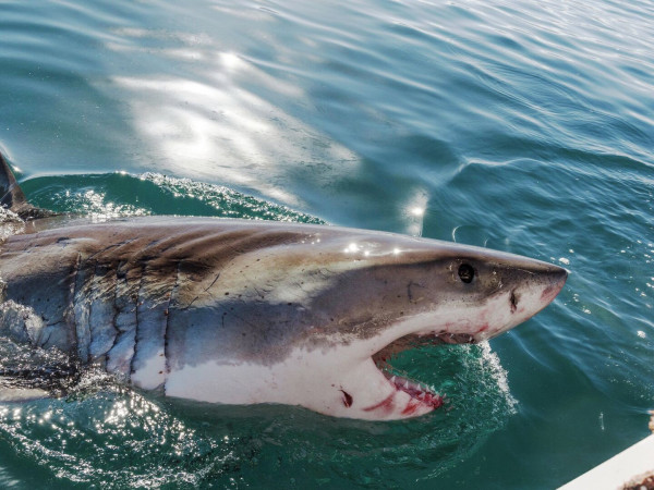 Акулы: белая против тигровой