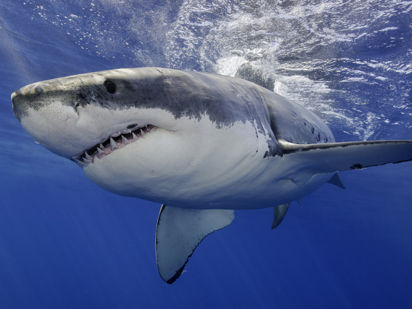 Хищные инстинкты