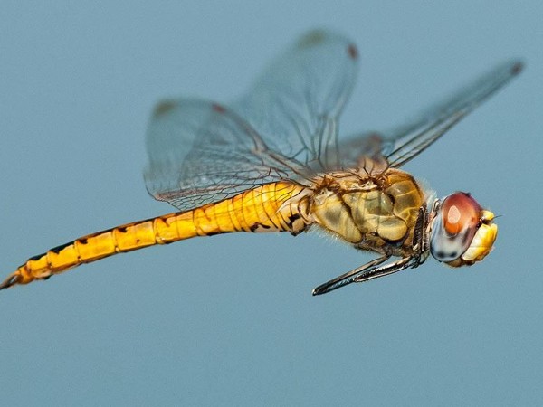Стрекозы. Повелительницы воздуха