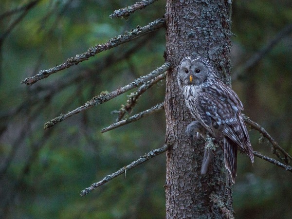 Бесстрашная королева ночи