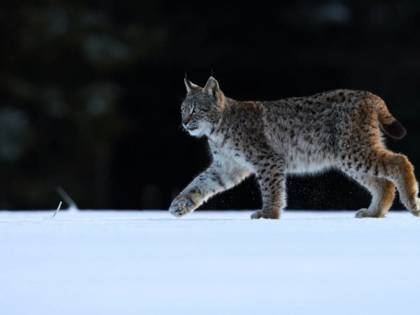 По следу рыси (2)