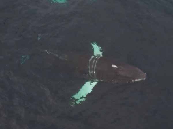 Спасение южного кита