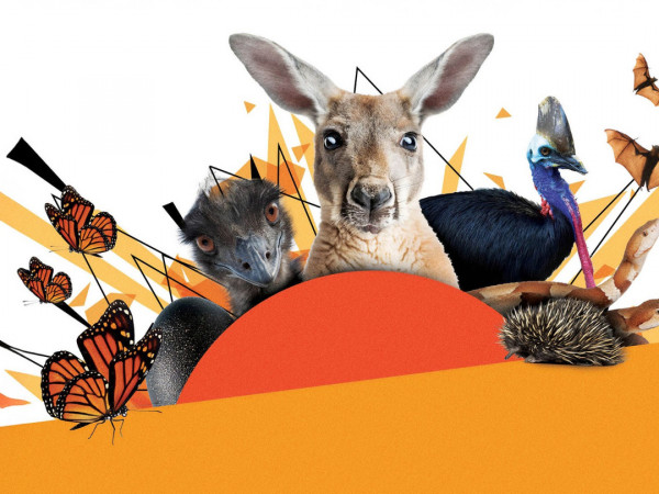 Удивительные животные австралии