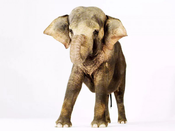 Увлекательная зоология: лучшее