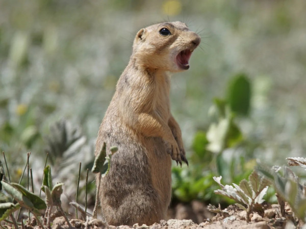 Поместье луговой собачки