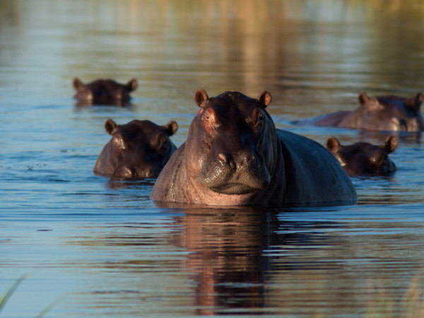 Выжить в дикой природе (2)