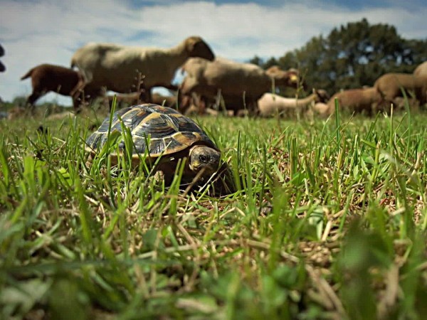 Жизнь черепахи