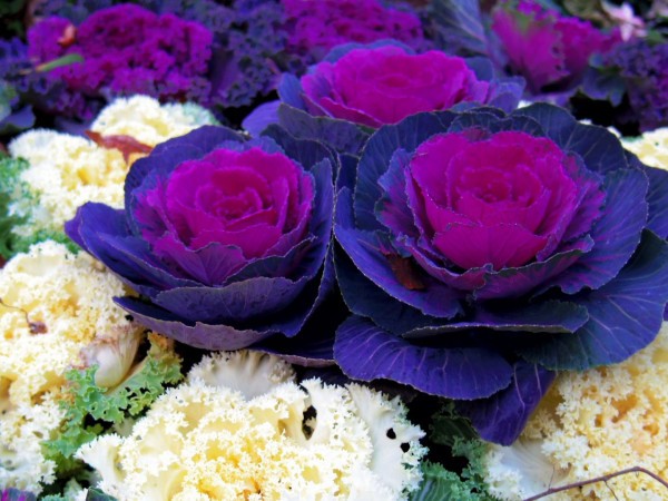 Декоративный огород (2)