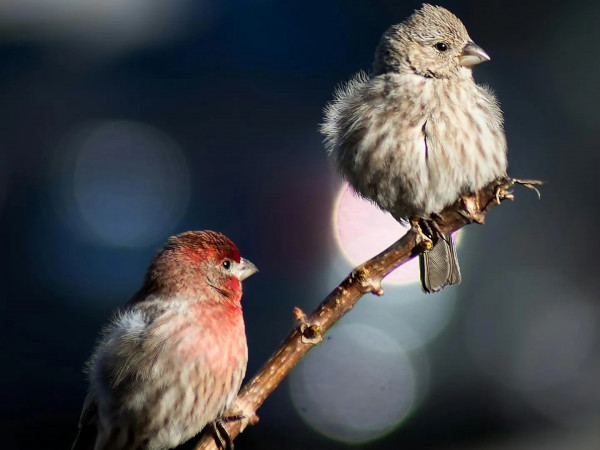Загадки перелётных птиц (2)