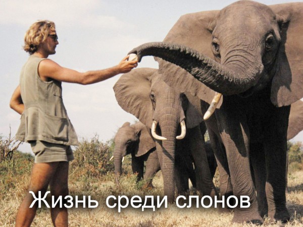 Жизнь среди слонов (2)