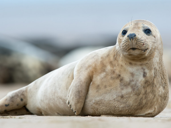 Выжить в дикой природе