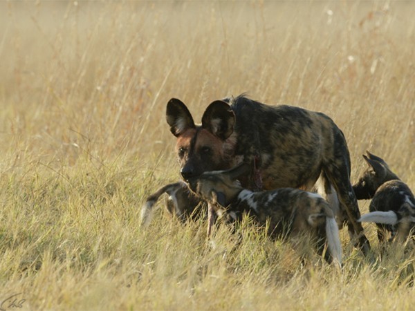 Заклятые враги: кошки против собак