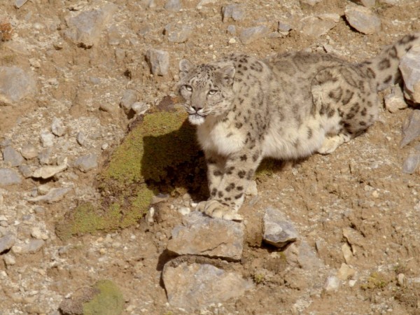 Ледяное царство снежного барса