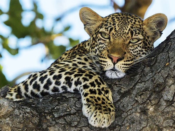 Царство леопардов