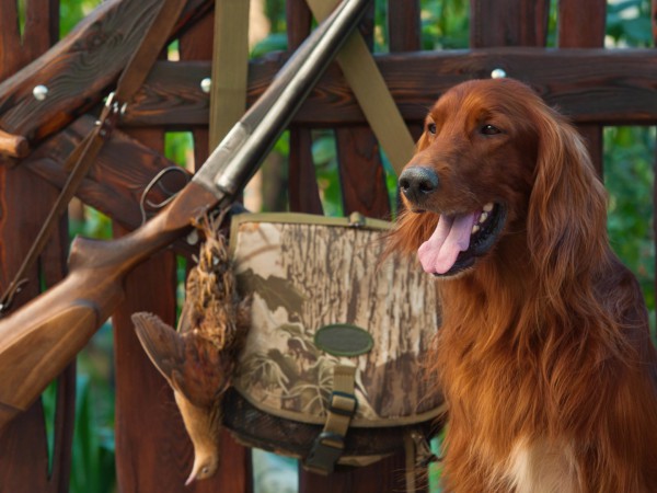 Охота от первого лица