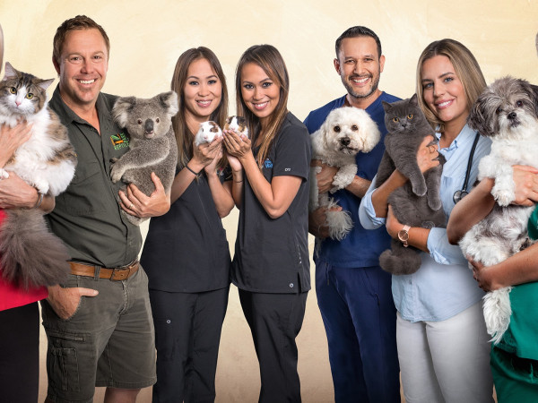 Ветеринар Бондай Бич (2)