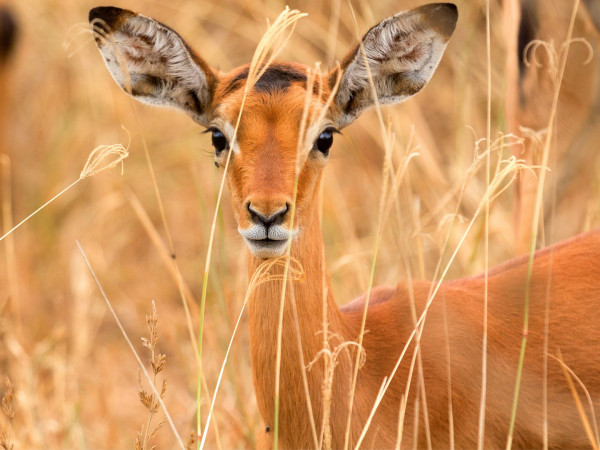 Судьбы животных