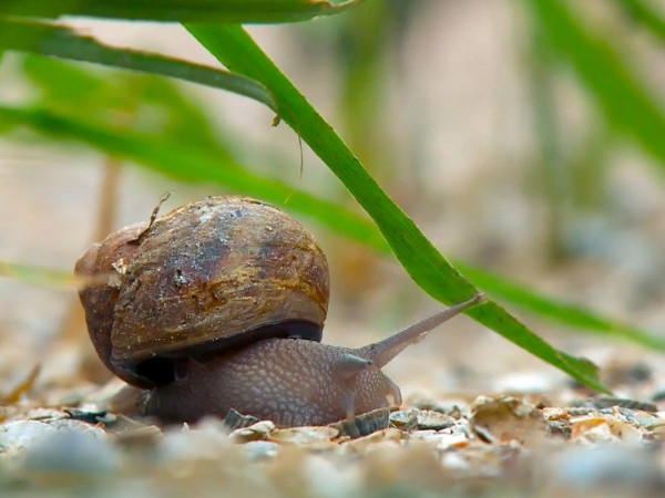 Ферма по разведению улиток в Приморско-Ахтарске
