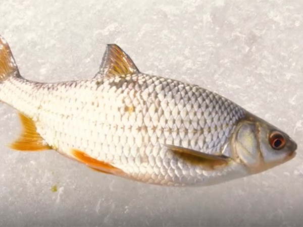 Рыбинка. Судак (2)