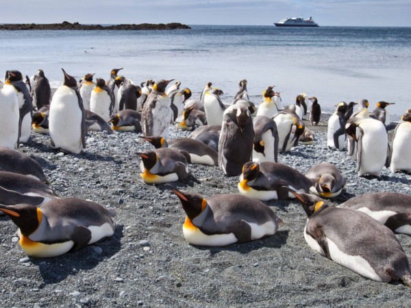 Остров пингвинов (2)