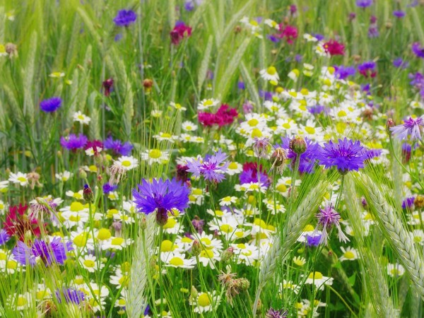 Тайны полевых цветов