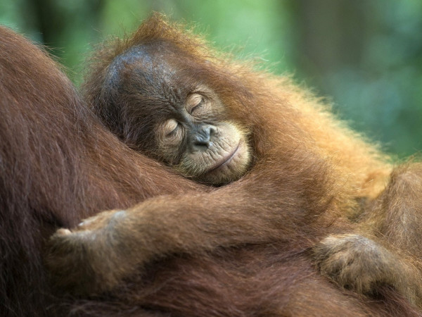 Обезьяны и другие. Наши ближайшие родичи