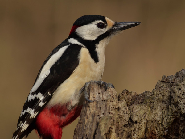 Италия. По местам дикой природы