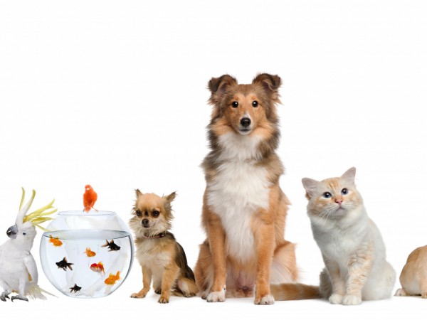 Обезьяний переполох