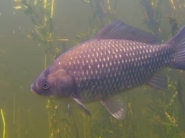 О чём молчат рыбы