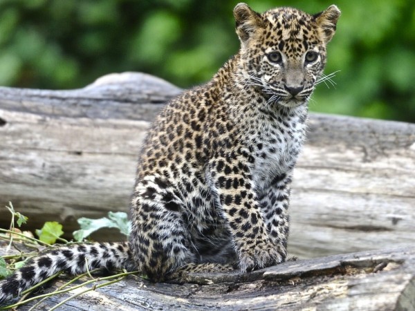 Дневник юного леопарда