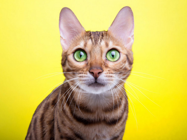 Кошачьи приемы