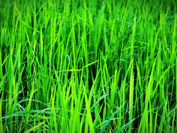 Зеленые квадраты. Спецвыпуск