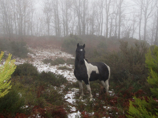 Баскский пони