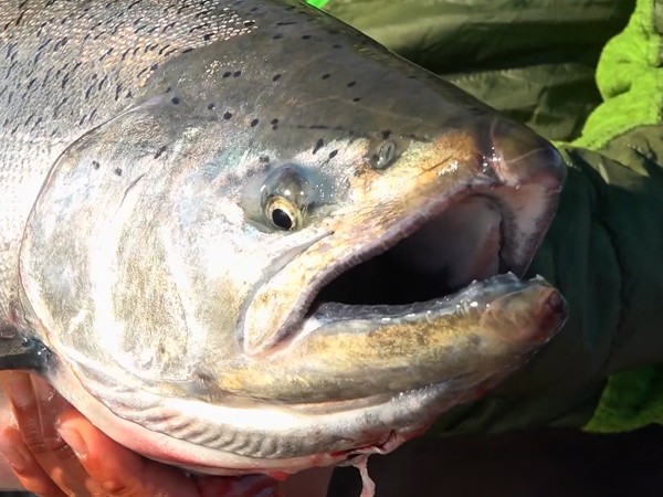 Андрей Старков и его команда