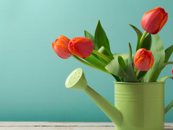 Зеленая передача