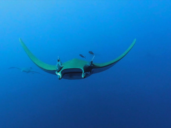 Гиганты дикой природы