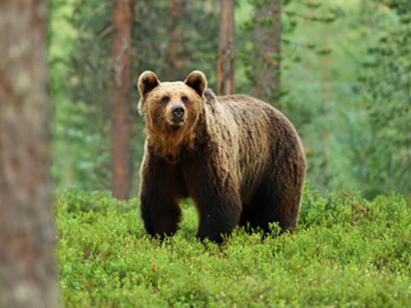 Карачаево-Черкесия. Охота на медведя