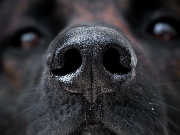 Секреты собачьего носа