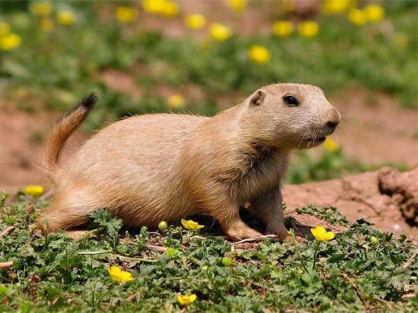 Луговые собачки — жизнь на Диком Западе